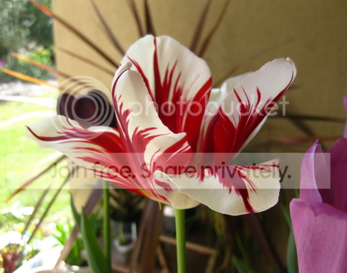 FlamingClubTulip4.jpg