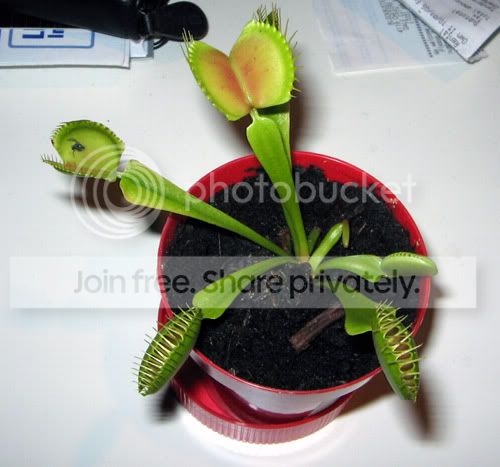 flytrap2.jpg