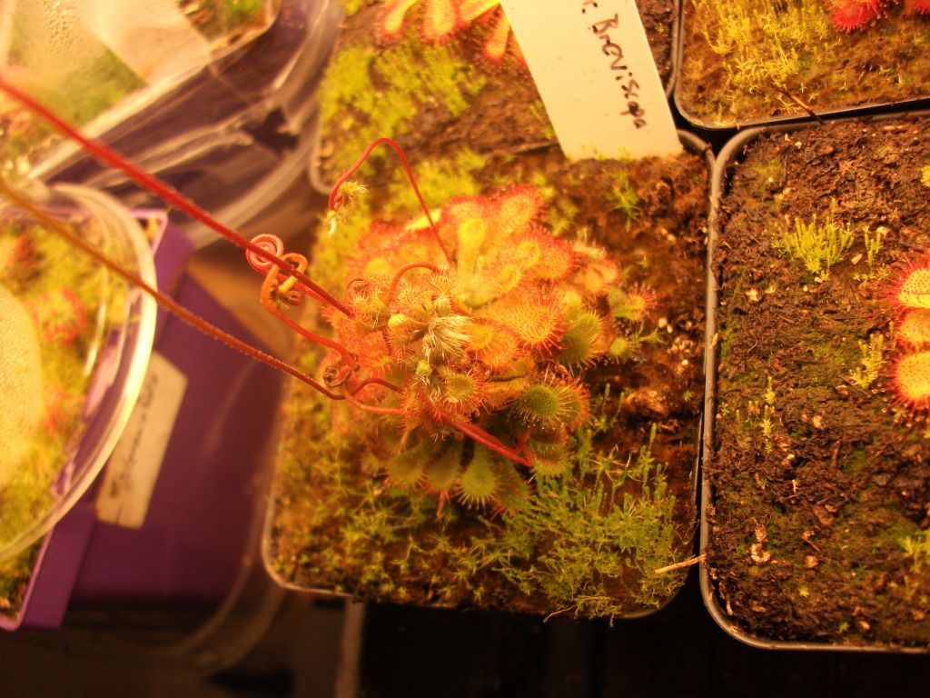 DSCF2696.jpg