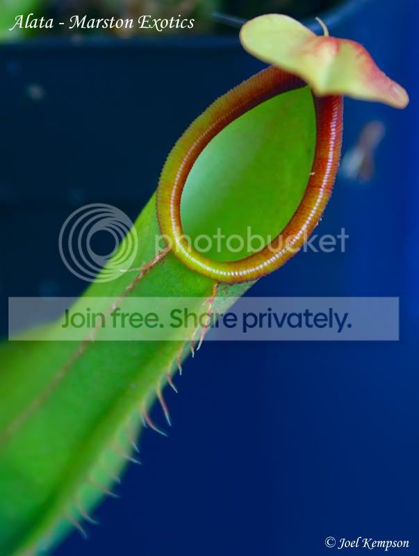 Alata-MarstonExotics.jpg