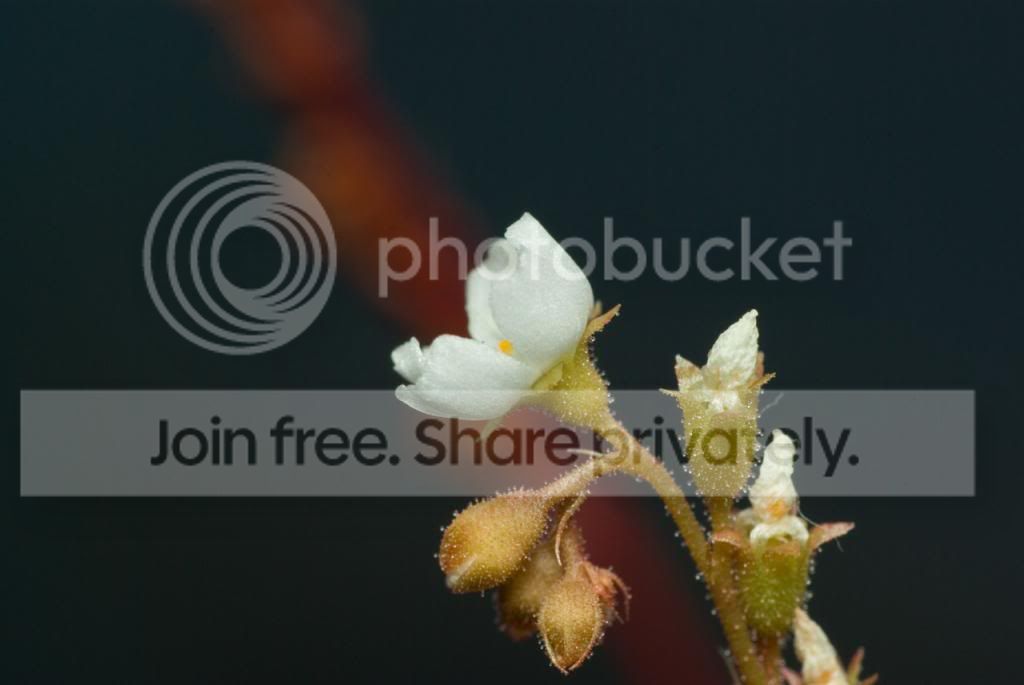 IMGP7559_zps8277d7f0.jpg