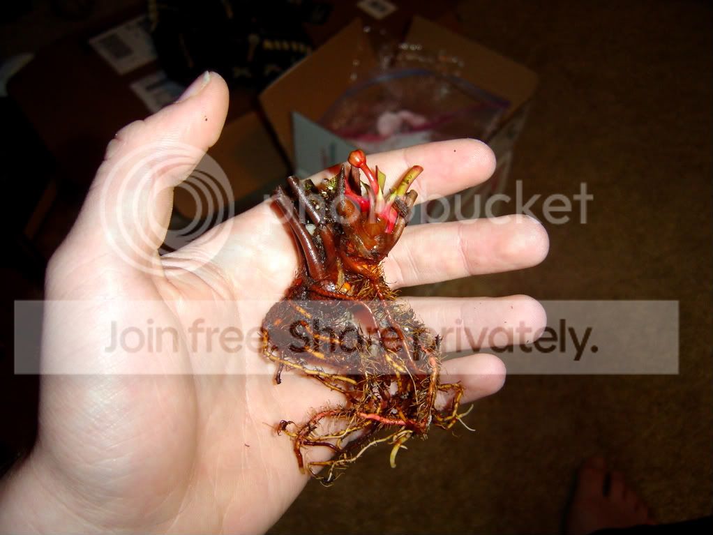 StufffromAndy005.jpg