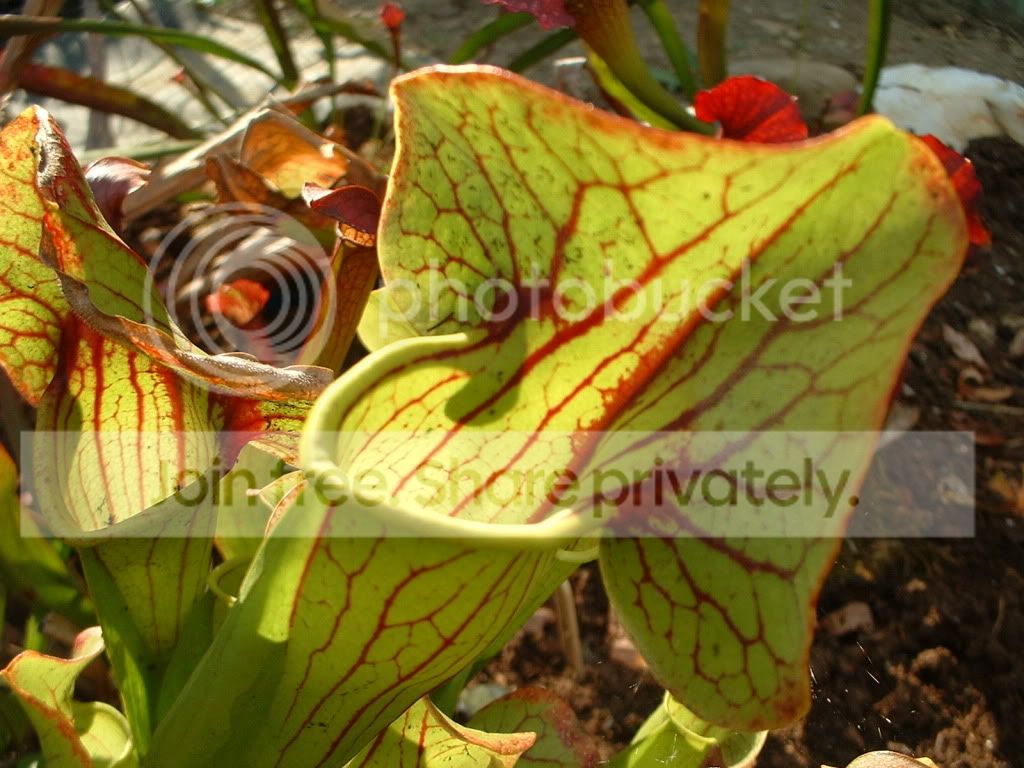 Sarracenia017.jpg