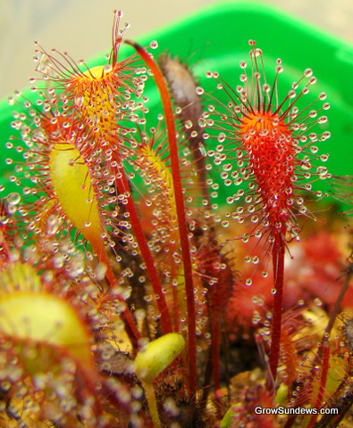 leaf_Drosera_anglica_CAxHI_post.JPG
