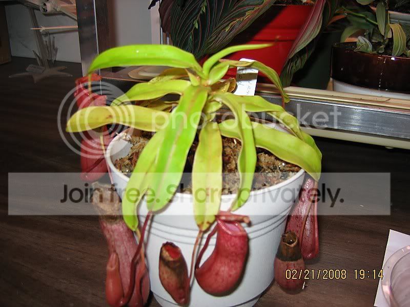 dullventricosa.jpg