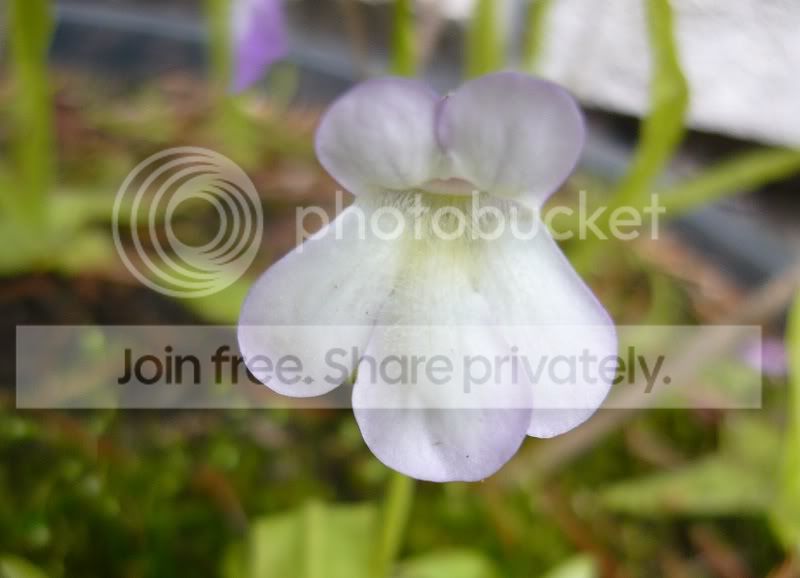 Ping_vallisneriifolia_white.jpg