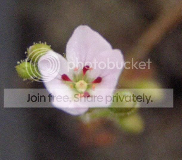 Dclosterostigmaflower.jpg