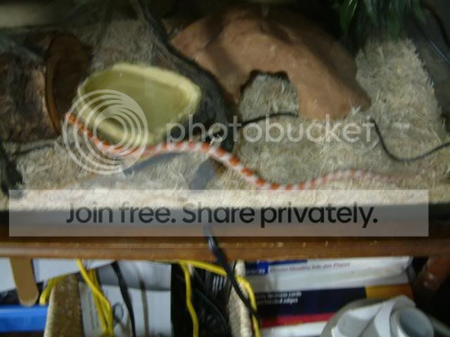 Moreplants015.jpg