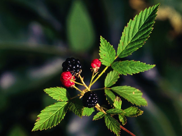 640px-Rubus_flagellaris_UGA1120430.jpg