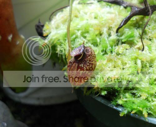 Naristo_1-31-12.jpg