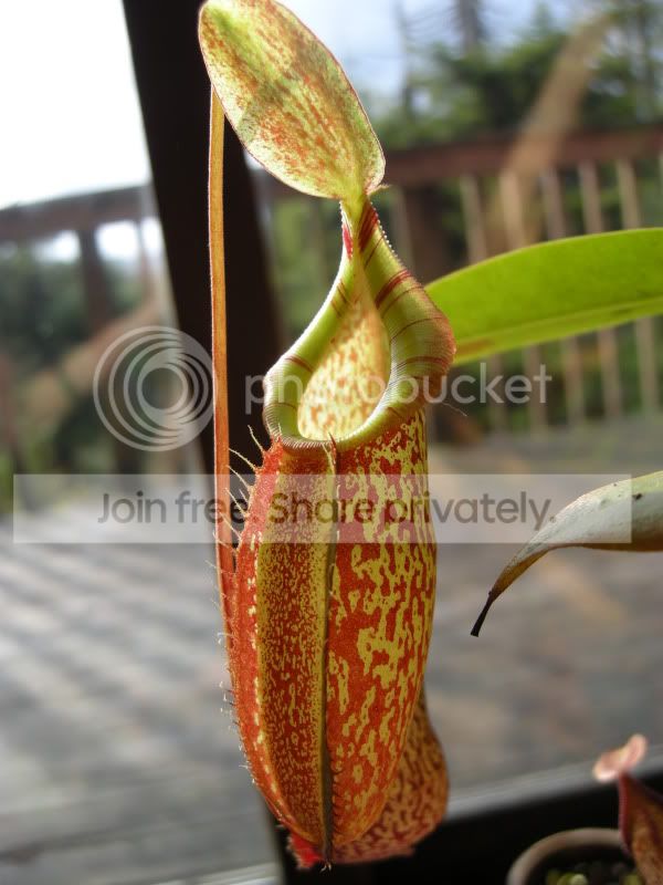 DSCN5537.jpg