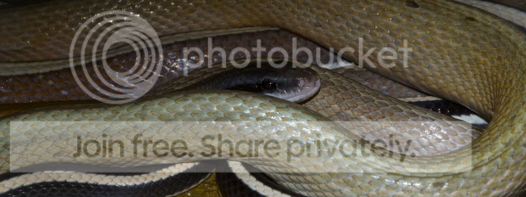 DSC_0738.jpg