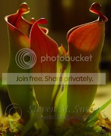 Heliamphoraflower.jpg