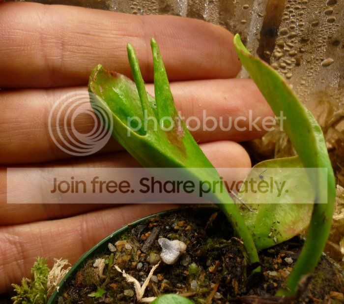 CephHGdeformedpitcher123011RS.jpg