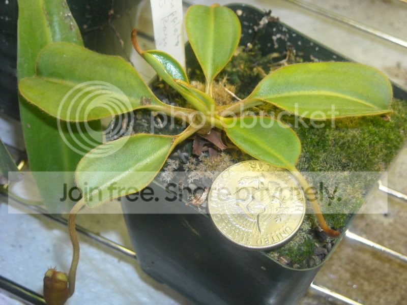 Nephippeata-81208.jpg