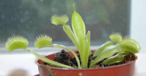 vft1.jpg