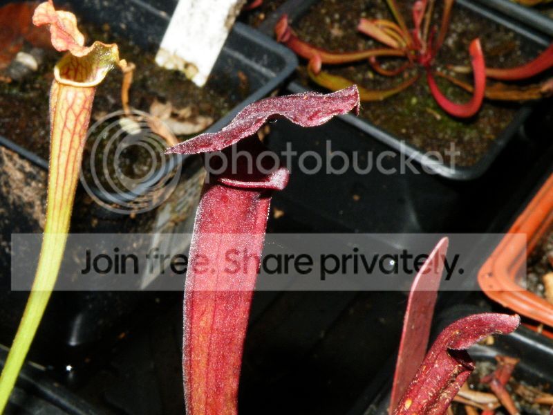 DSCF9527.jpg