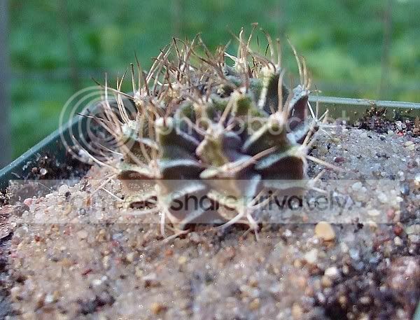 CactusA.jpg