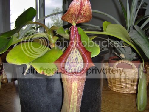 Ntruncata01.jpg