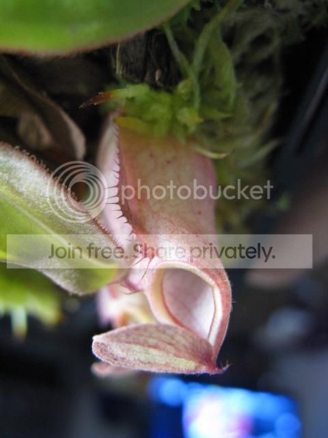 IMG_6862_zps998f5e03.jpg