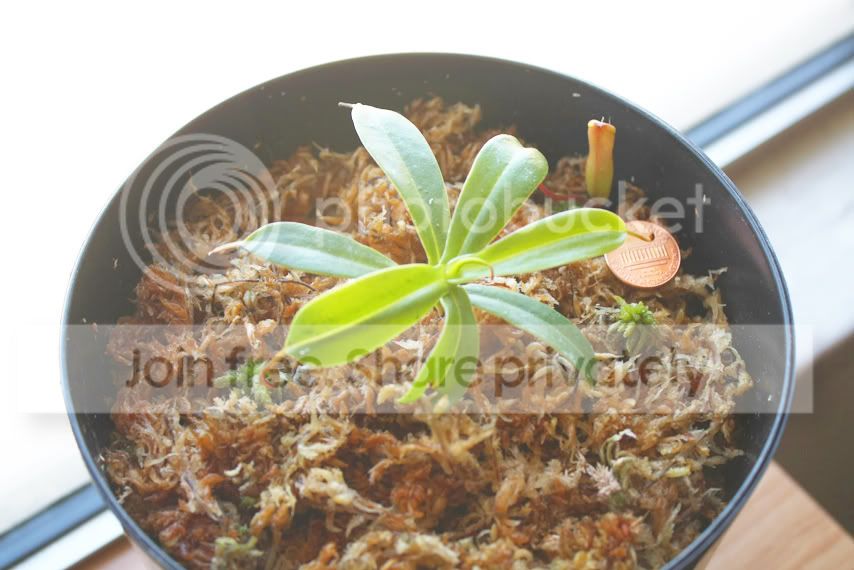 penny.jpg