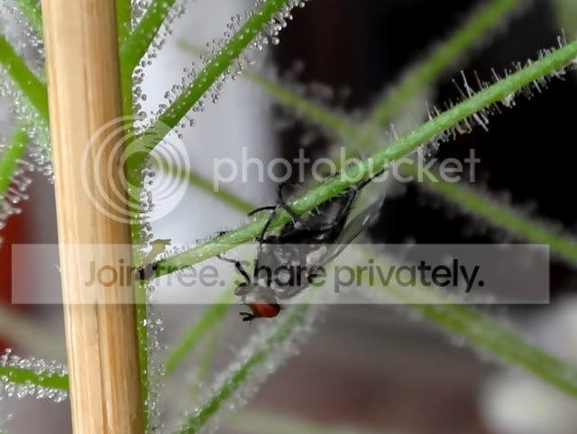 byblis_filifolia_fly2.jpg