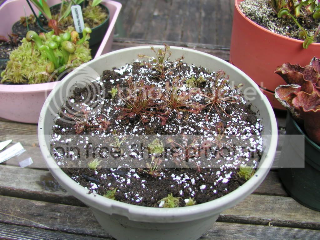 P1010003-6.jpg