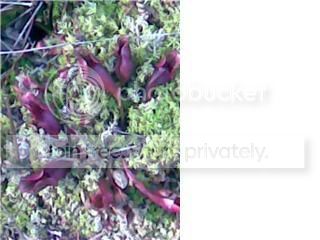 purp1.jpg