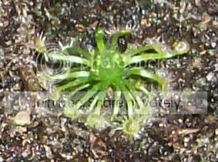 CarnivorousPlants027-Copy.jpg