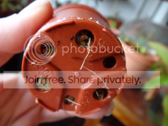 byblis_guehoi_cutting_repotting5.jpg
