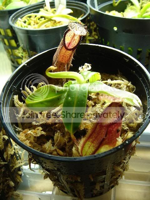 hamataplant1rs.jpg