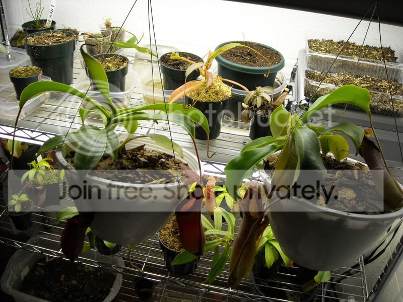 RepottingPics4.jpg