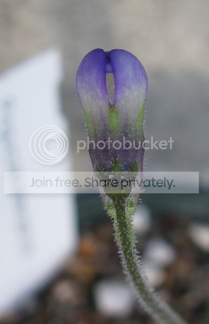 IMG_9807-P-heterophylla-flower-August-6-2012.jpg
