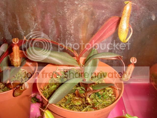 nepenthes_adnata_red1.jpg