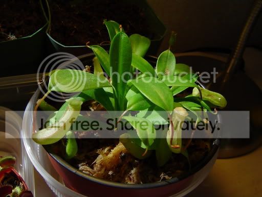 nepenthes5-05.jpg