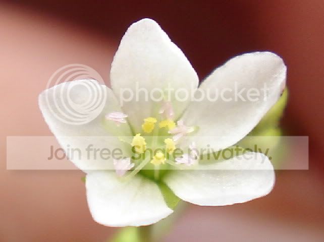 burmanniiredflower4rs.jpg