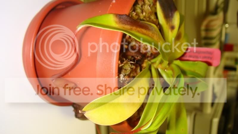 Ventricosa3.jpg