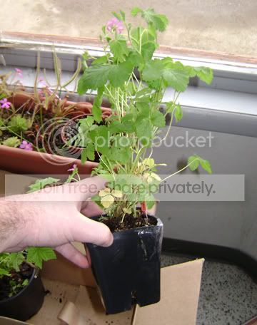 alpineraspberry.jpg