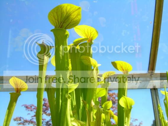 Greenhouse10.jpg
