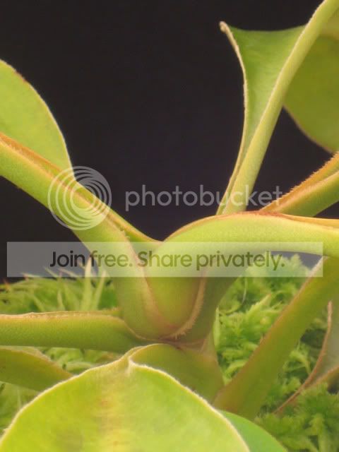 PlantKnotS.jpg