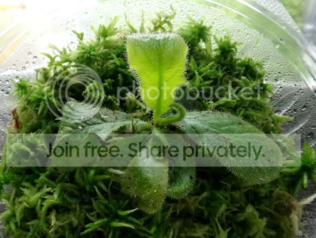 drosera_schizandra_breadbox.jpg