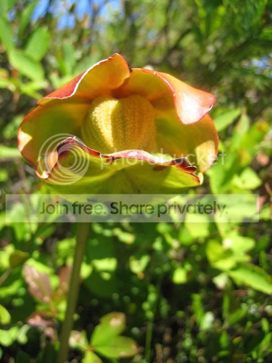 Flower.jpg