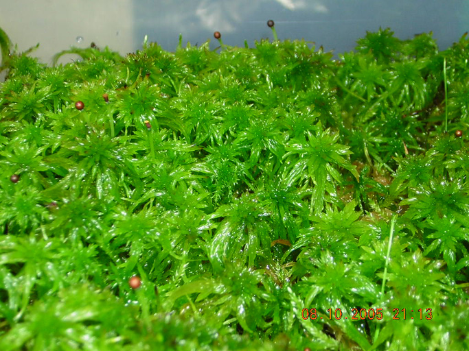 sphagnum-falcatulum-month1.jpg