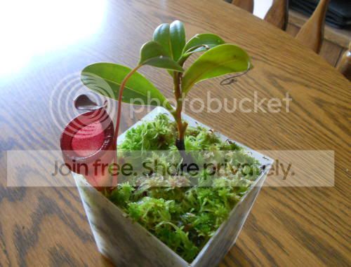 Njamban02_7-13-11.jpg