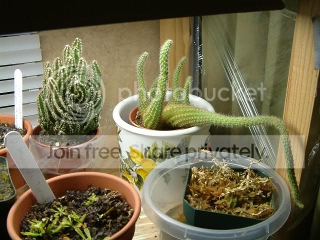Moreplants020.jpg