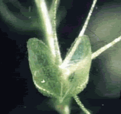 adrovanda-2.gif