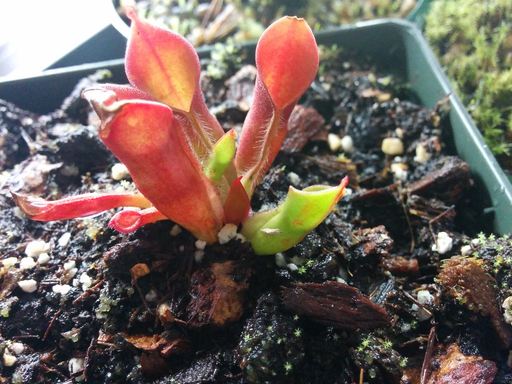 15655448471_f51e11971c_b.jpg