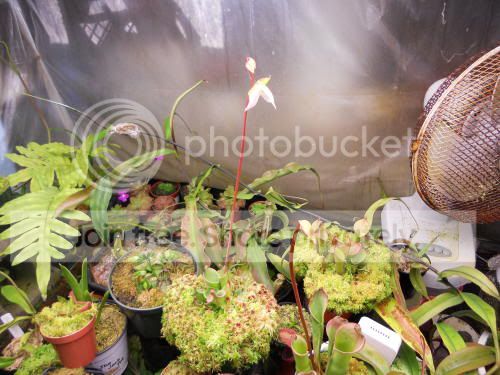 heliflower01_12-20-11.jpg