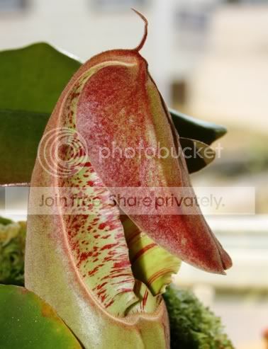 TRUNCATA1.jpg