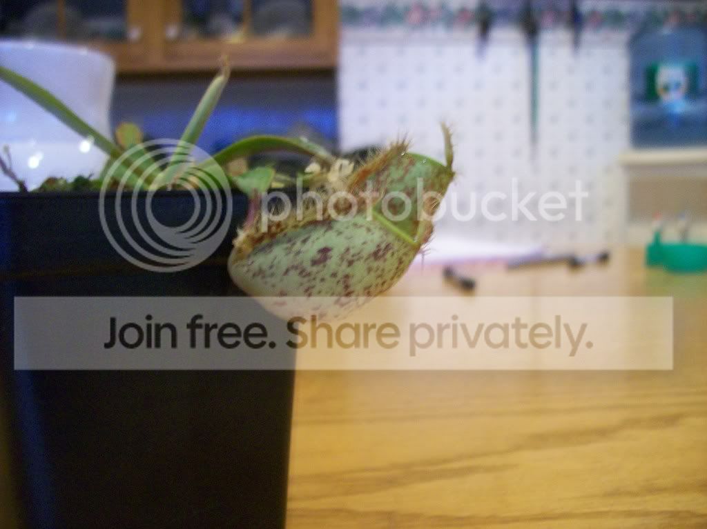 plants005.jpg